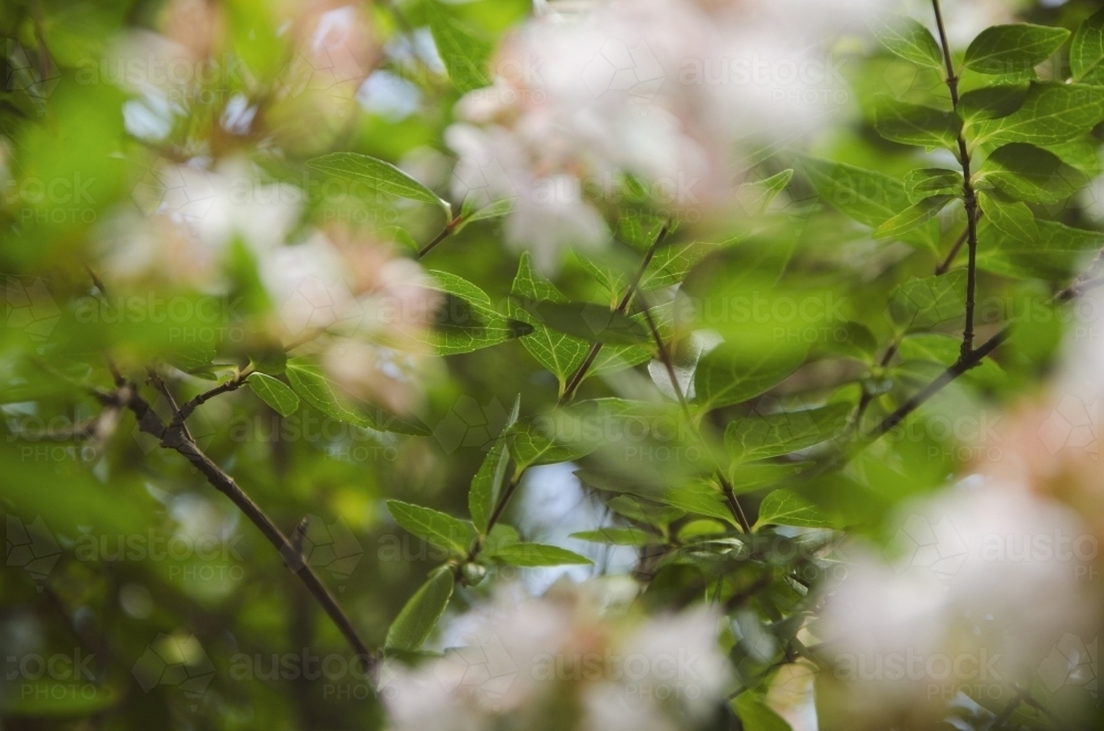 Close up of leaves and blurred flowers - Australian Stock Image