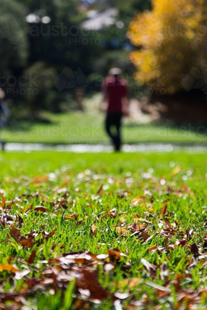 Close up of leaves and grass at a park with blurry figures in the background - Australian Stock Image