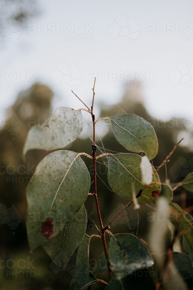 Close up of leaves - Australian Stock Image