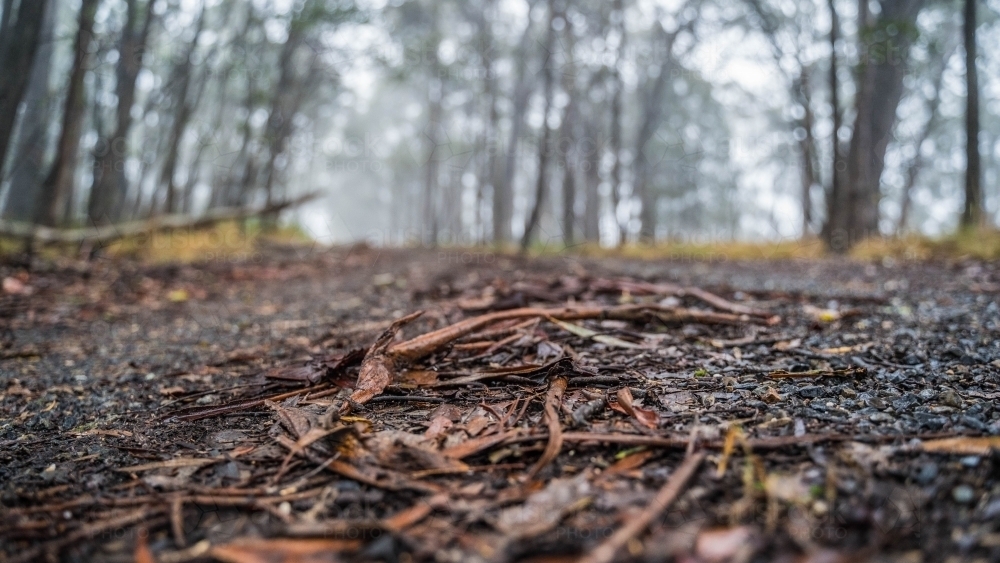 Close up of leaves on dirt track - Australian Stock Image