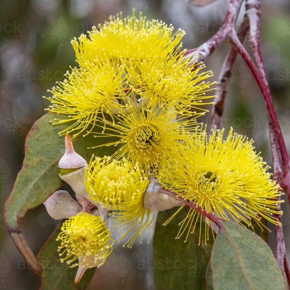 Close-up of Lemon Flowered Mallee (Eucalyptus woodwardii) flowers & gumnuts - Australian Stock Image