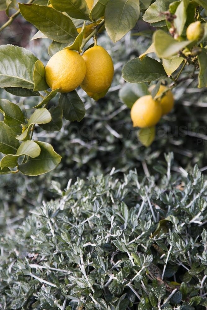 Close up of lemon tree and lemons in a garden - Australian Stock Image