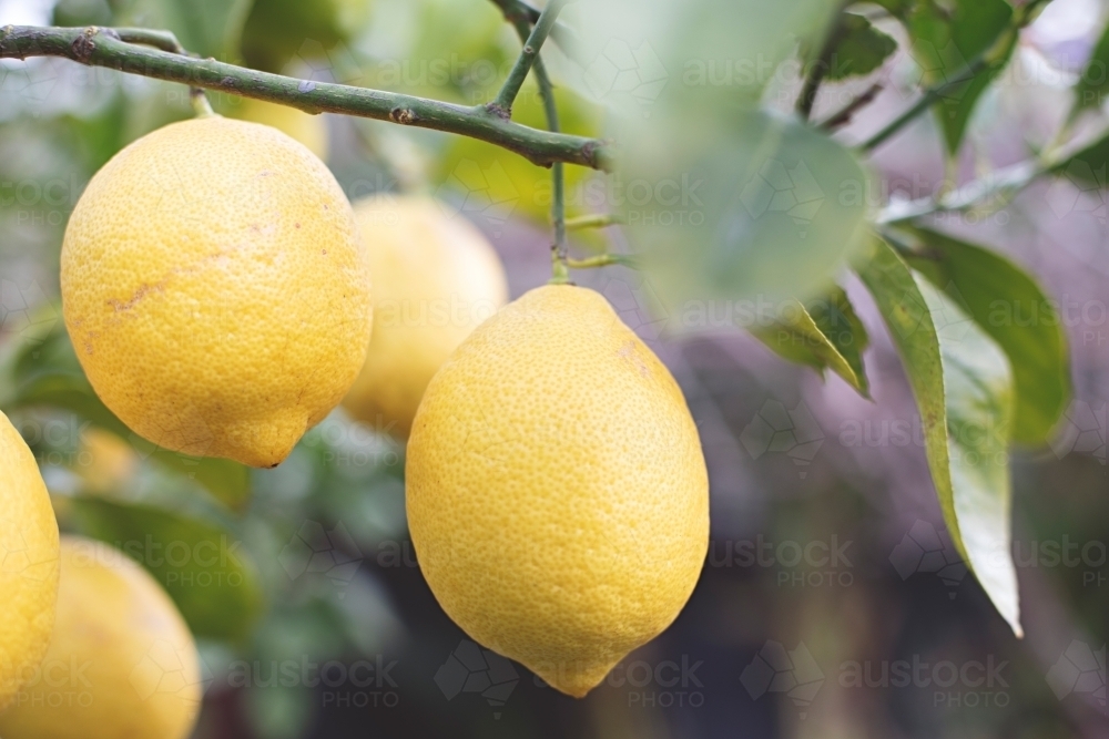 Close up of lemons ripe in a backyard tree - Australian Stock Image