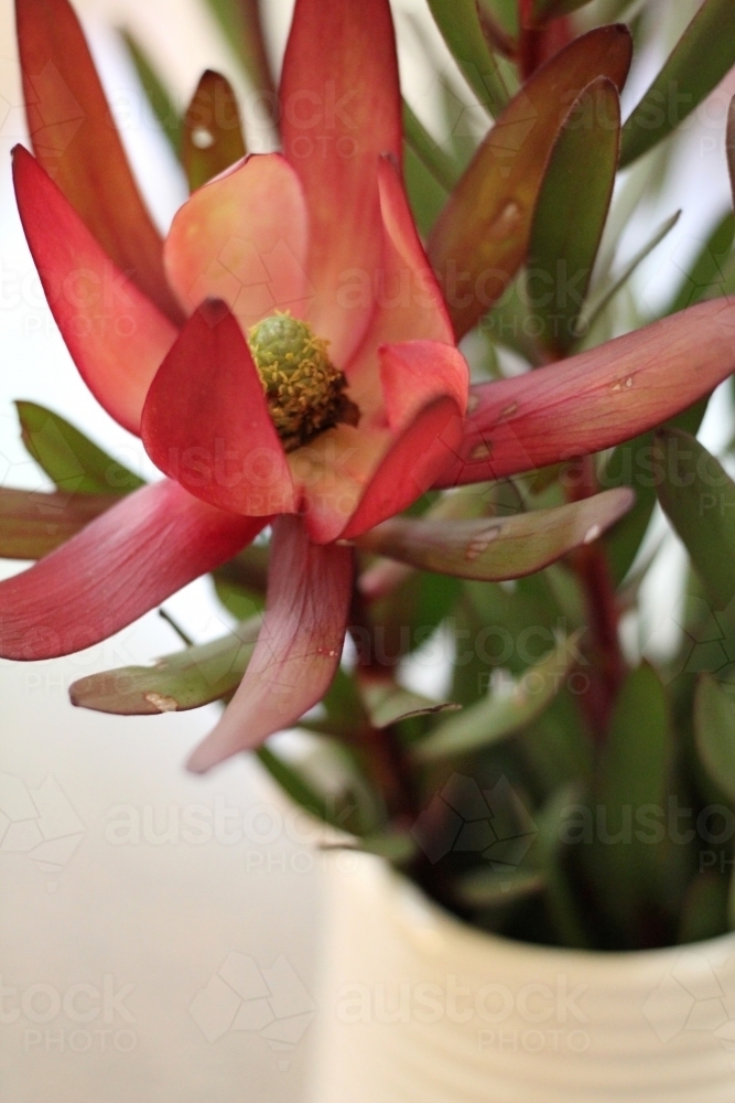 Close up of leucadendron flower in vase - Australian Stock Image