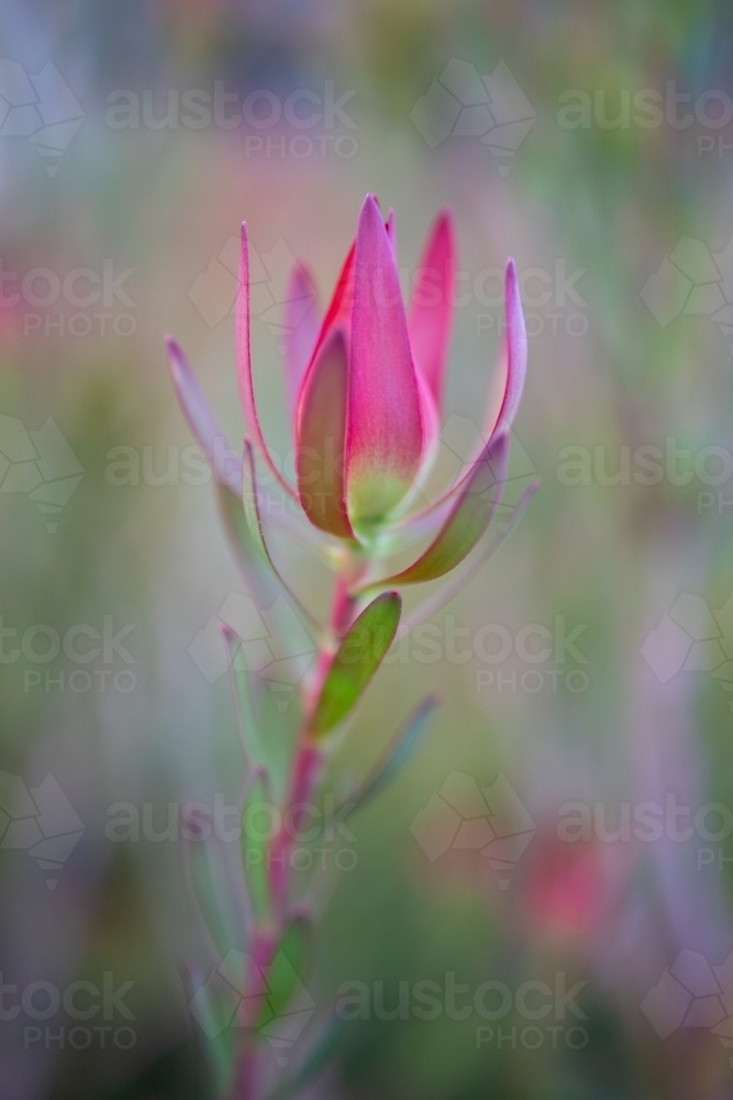 Close-up of leucadendron plant - Australian Stock Image