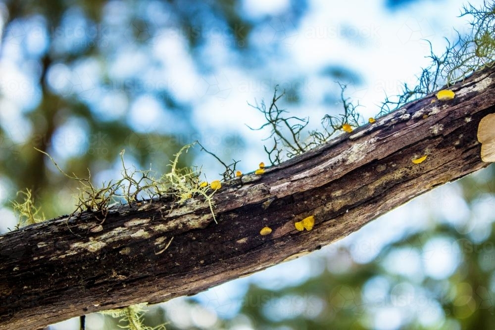 Close up of lichen and fungi growing on a branch - Australian Stock Image