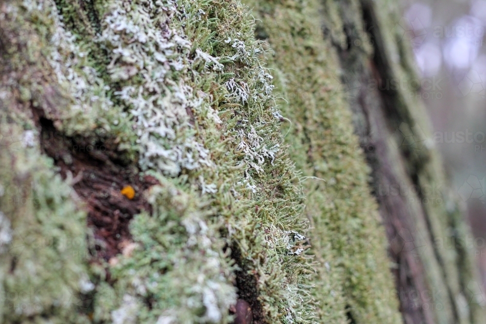 Close up of lichen on tree - Australian Stock Image