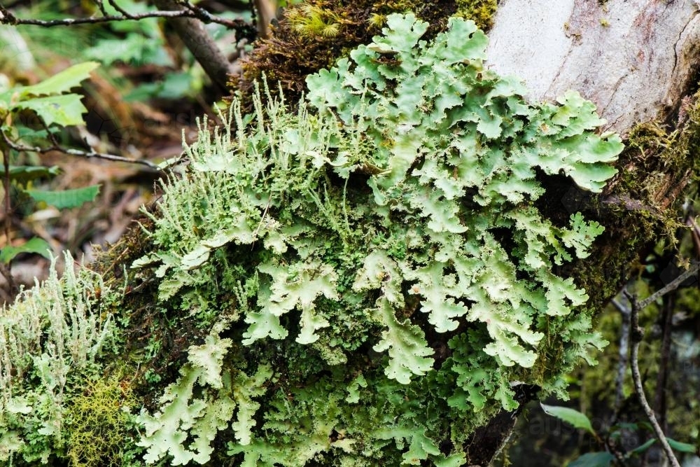 Close up of lichens on a tree trunk - Australian Stock Image
