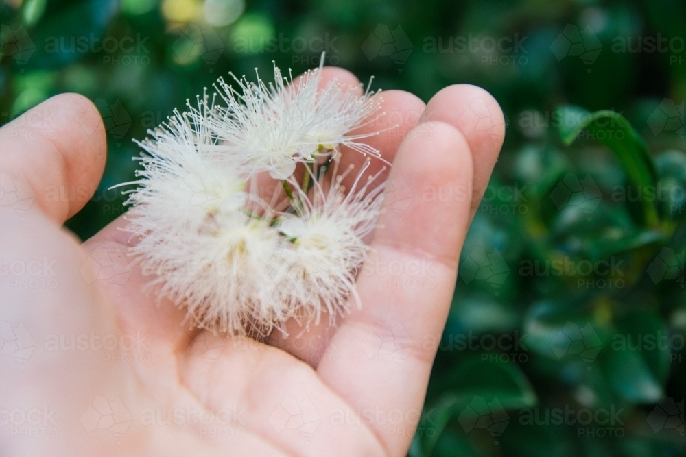 Close up of lilly pilly flower in hand - Australian Stock Image