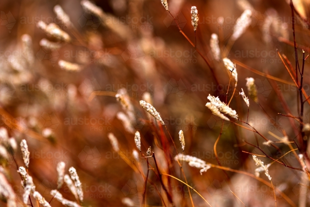 Close up of long grass - Australian Stock Image
