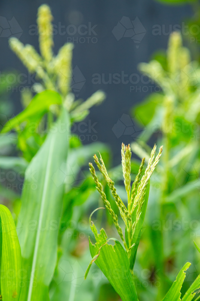 Close-up of maize flower (m) tassels in a vegetable garden patch. - Australian Stock Image
