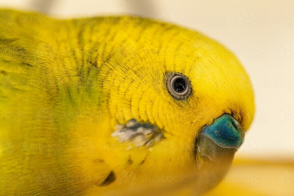 Close up of male budgie bird eye and beak with blue cere - Australian Stock Image