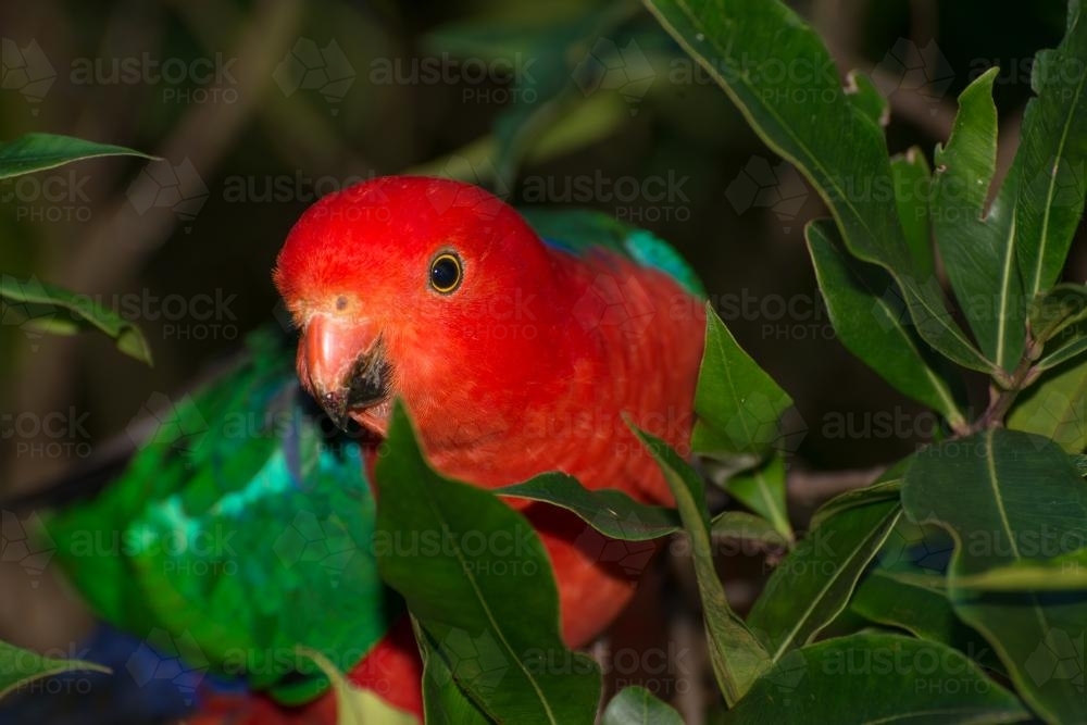 Close up of male King Parrot in amongst leaves - Australian Stock Image