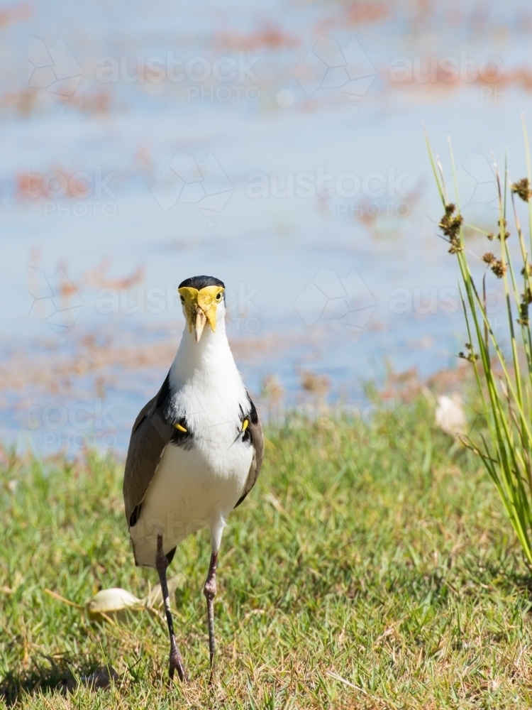 Close up of male Masked Lapwing with yellow spurs and blurred background - Australian Stock Image