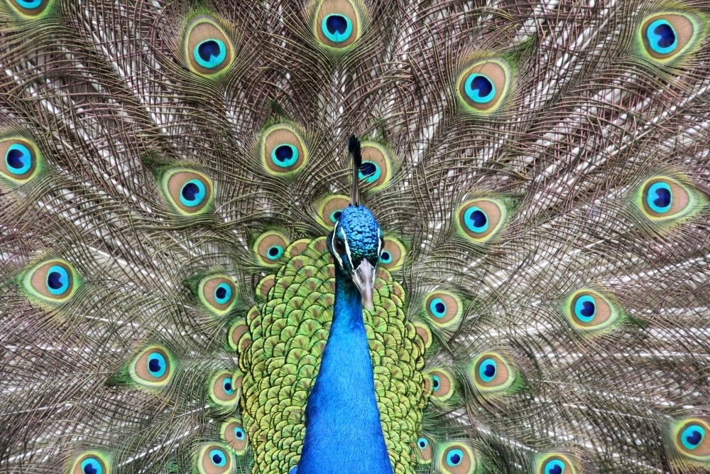 Close up of male peacock on display - Australian Stock Image