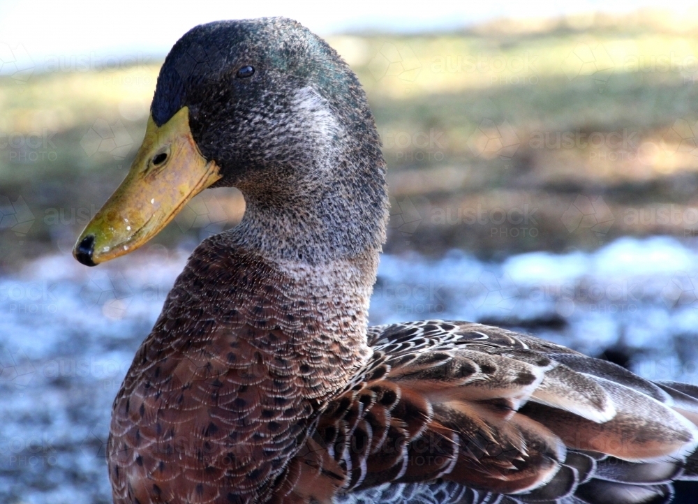 Close up of mallard duck - Australian Stock Image