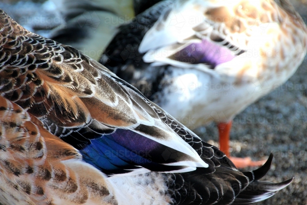 Close up of mallard duck feathers - Australian Stock Image