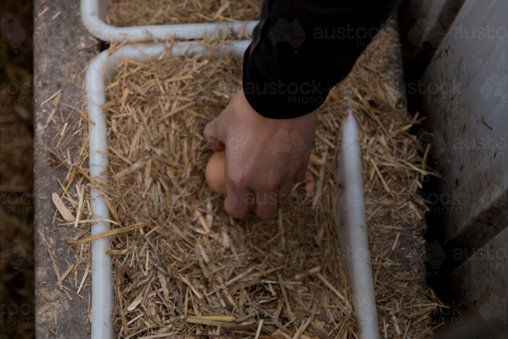 Close up of man's hand reaching down and picking up chicken egg - Australian Stock Image