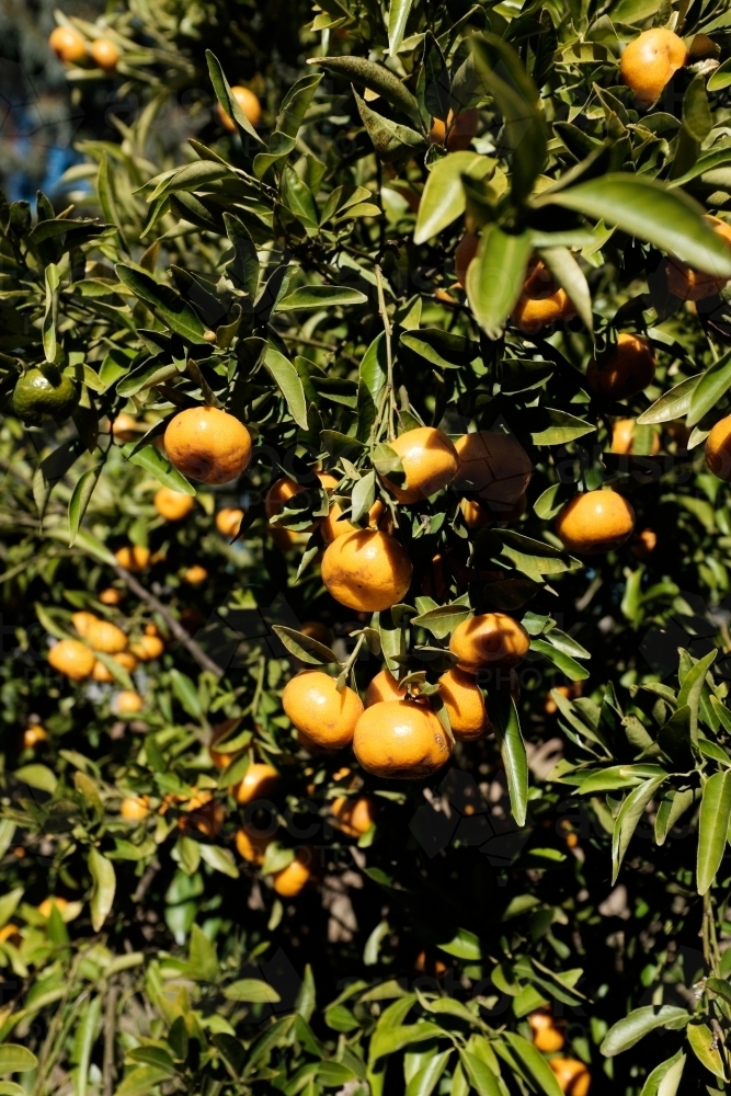 Close up of mandarin tree - Australian Stock Image