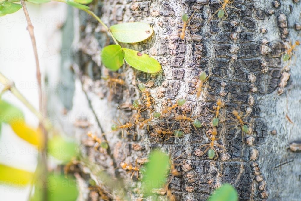 Close up of many Green Tree Ants on a tree trunk - Australian Stock Image