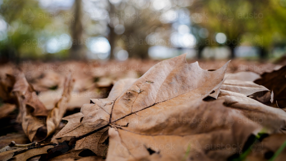 Close up of maple leaf - Australian Stock Image