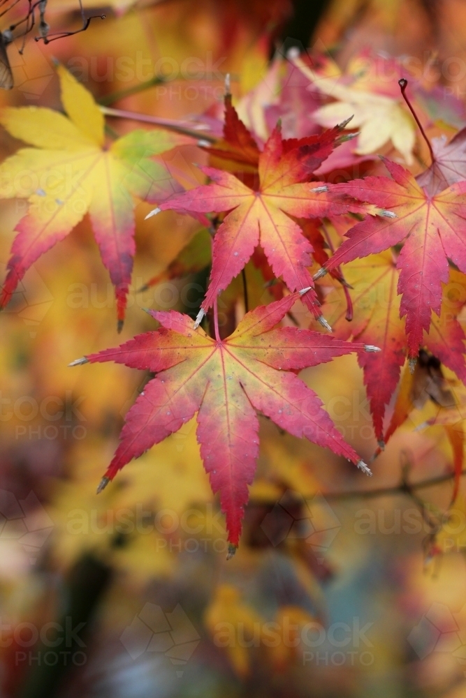 Close up of maple leaves in autumn - Australian Stock Image