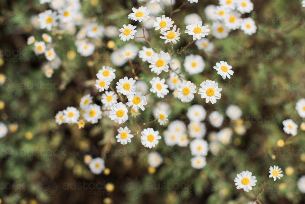 Close up of mini daisies - Australian Stock Image