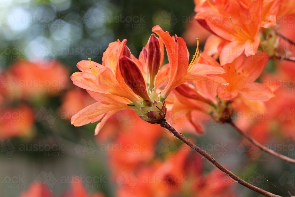 Close up of mollis azalea flower - Australian Stock Image