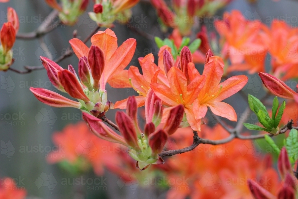close up of mollis azalea shrub in flower - Australian Stock Image