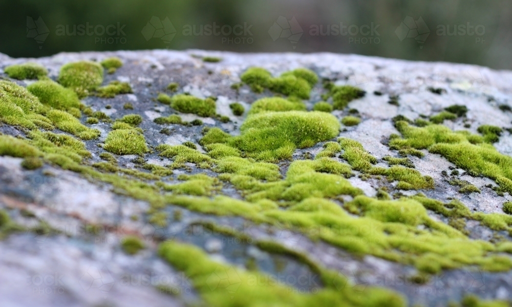 Image of Close up of moss on rock - Austockphoto