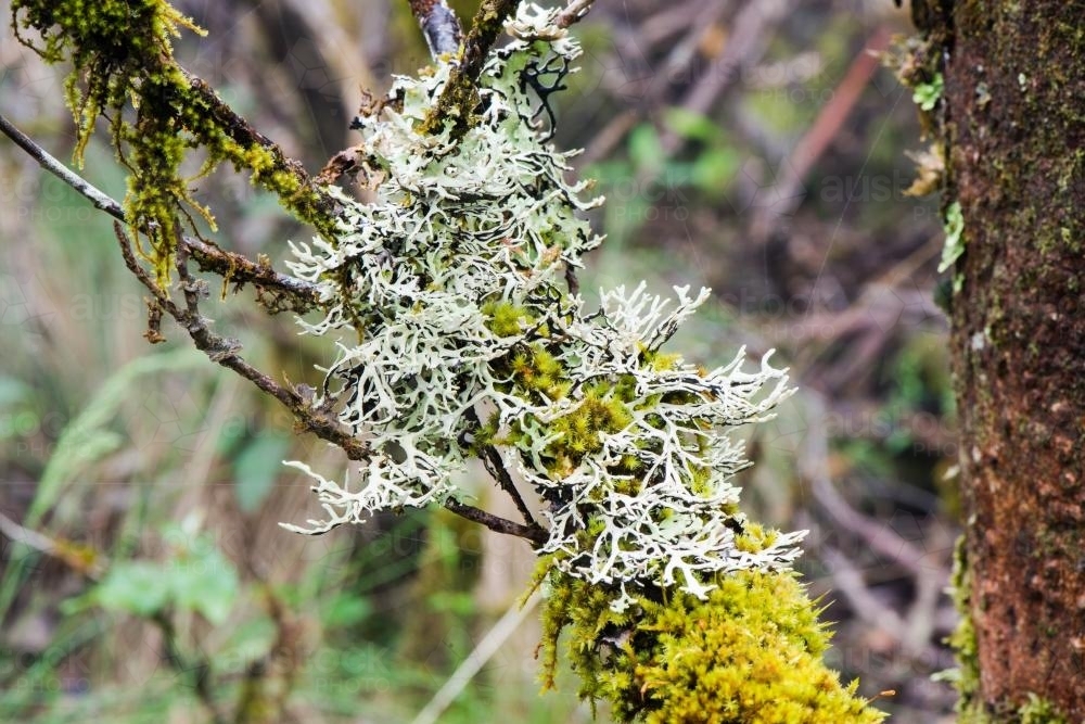 Close up of mosses and lichens on a branch - Australian Stock Image
