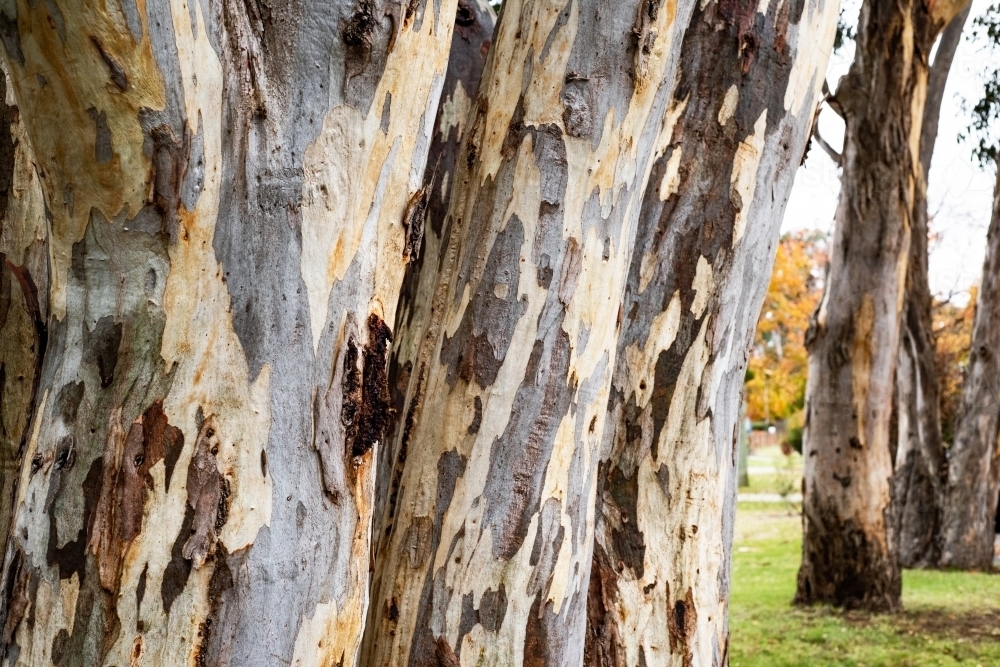 Close up of multiple bark textures on eucalyptus trees lined up - Australian Stock Image