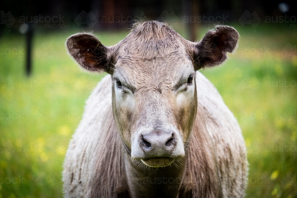 Close up of Murray Grey cow calf looking directly at camera - Australian Stock Image