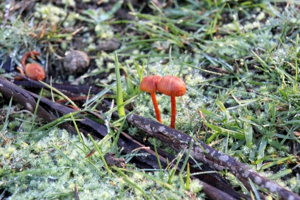 Close up of mushrooms and bark - Australian Stock Image