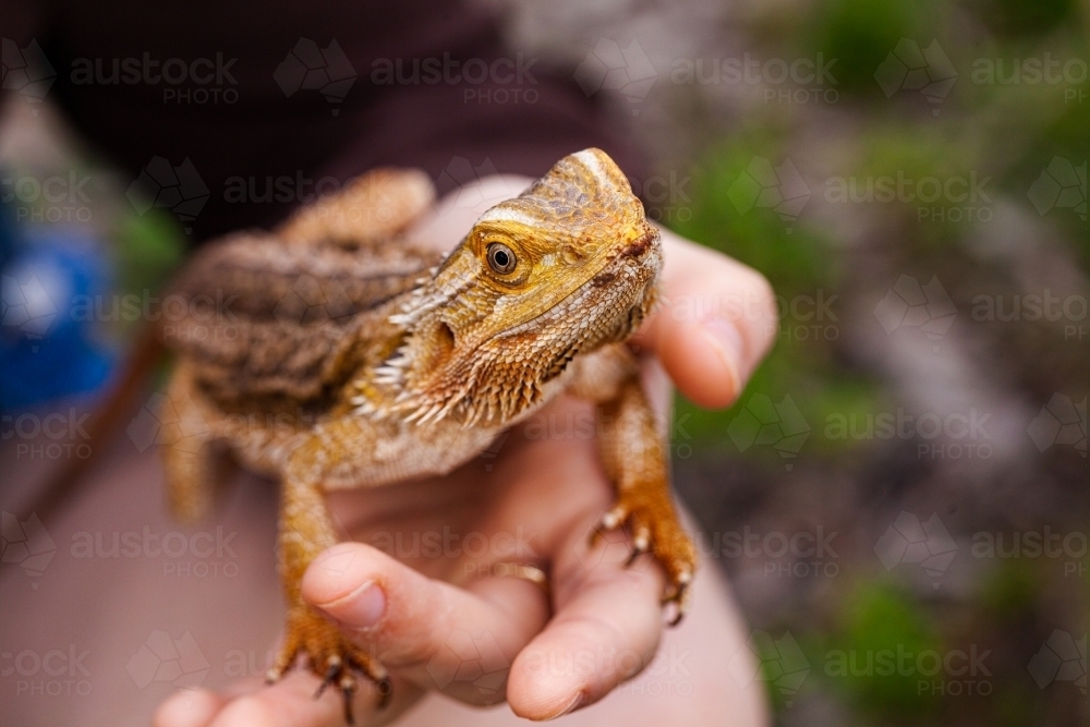close up of native aussie animal lizard on hand - Australian Stock Image