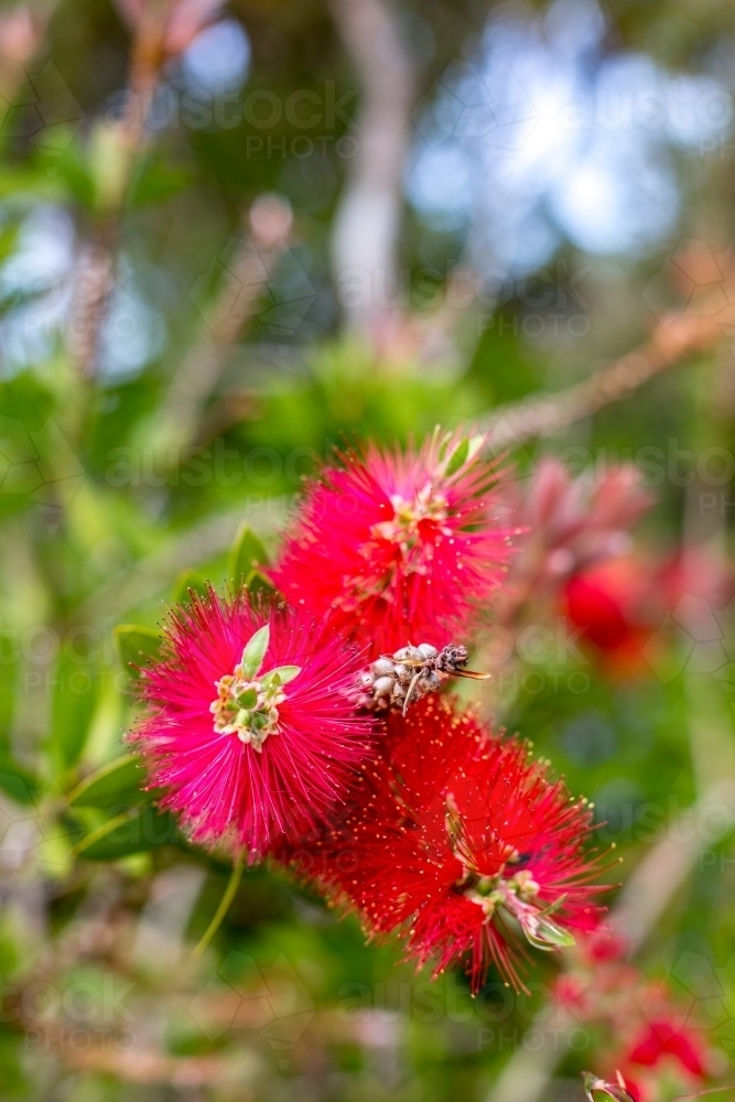 Close up of native bottle brush with red flowers - Australian Stock Image