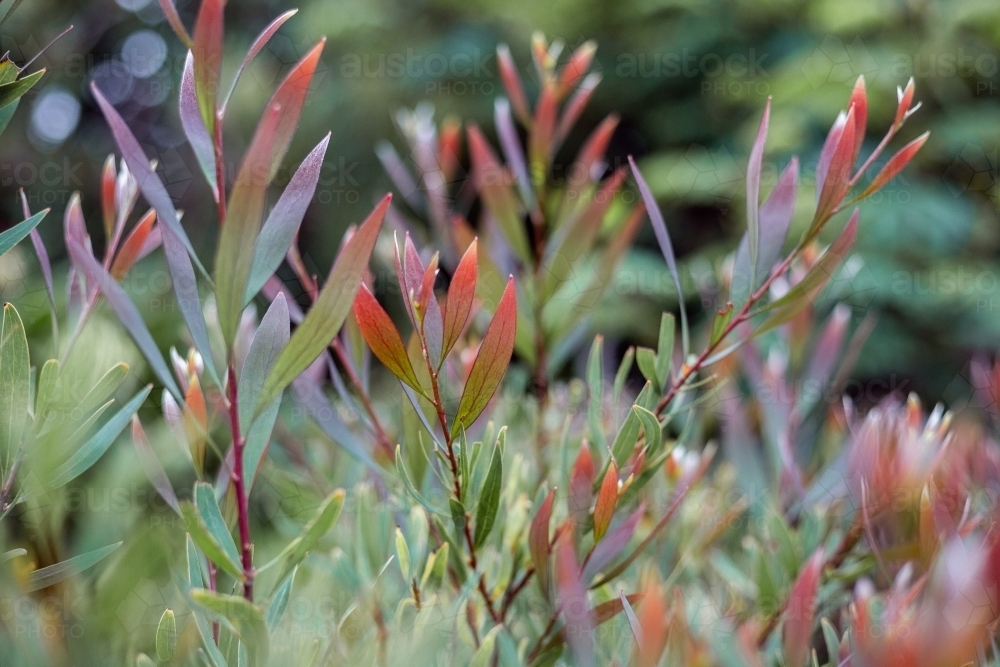 Close up of native plant leaves - Australian Stock Image