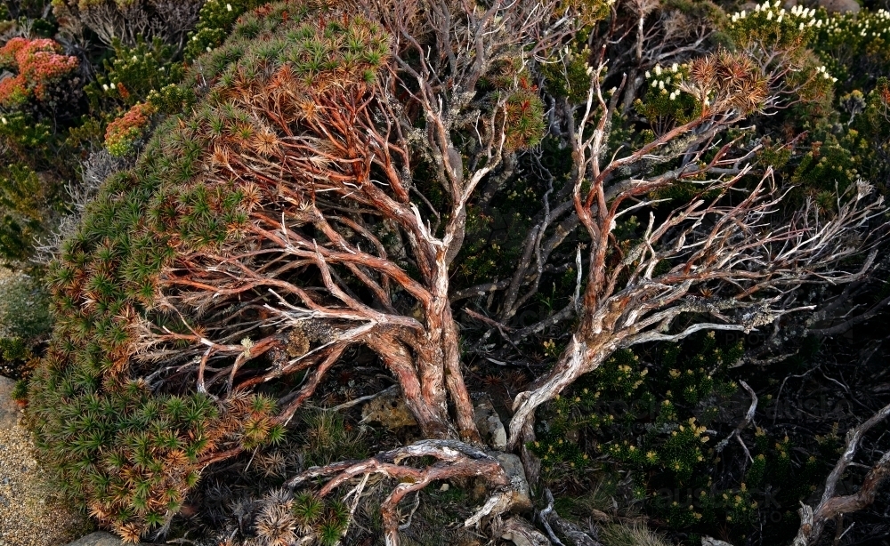 Close up of Native Plant on Mt Wellington - Australian Stock Image