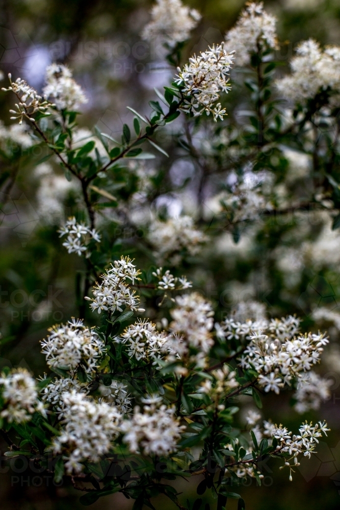 Close up of native shrubs in flower - Australian Stock Image