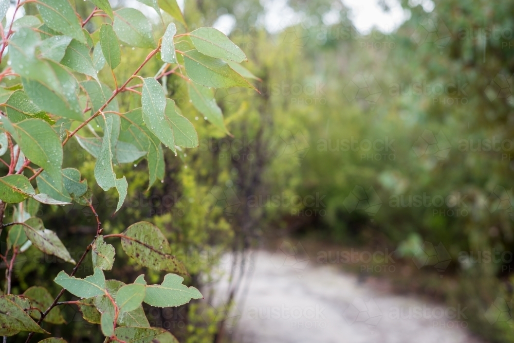 Close up of native trees along bush trail - Australian Stock Image