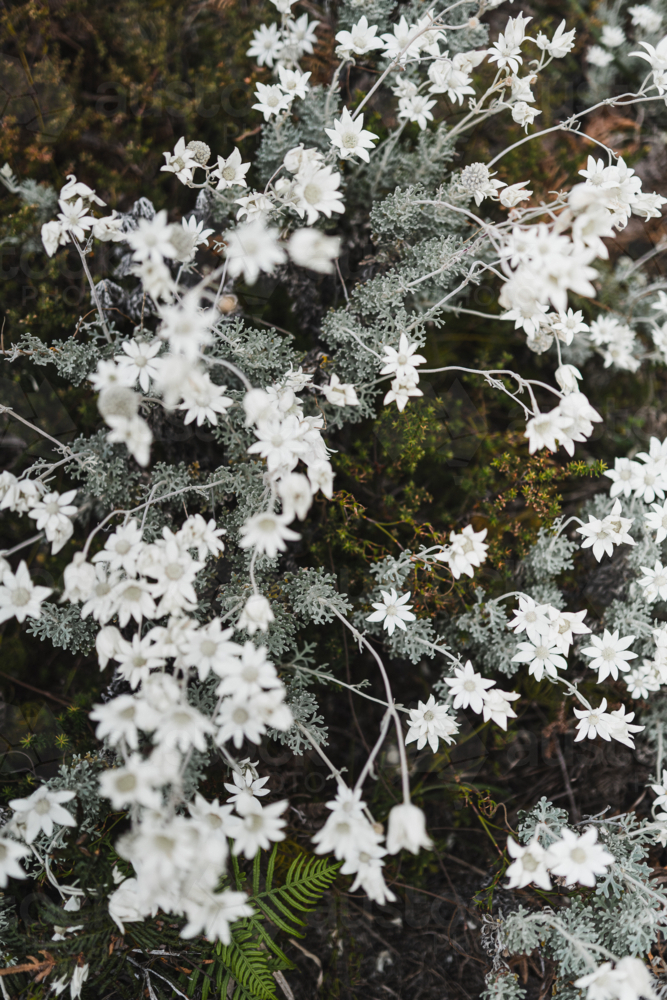 Close-up of native white flannel flowers - Australian Stock Image