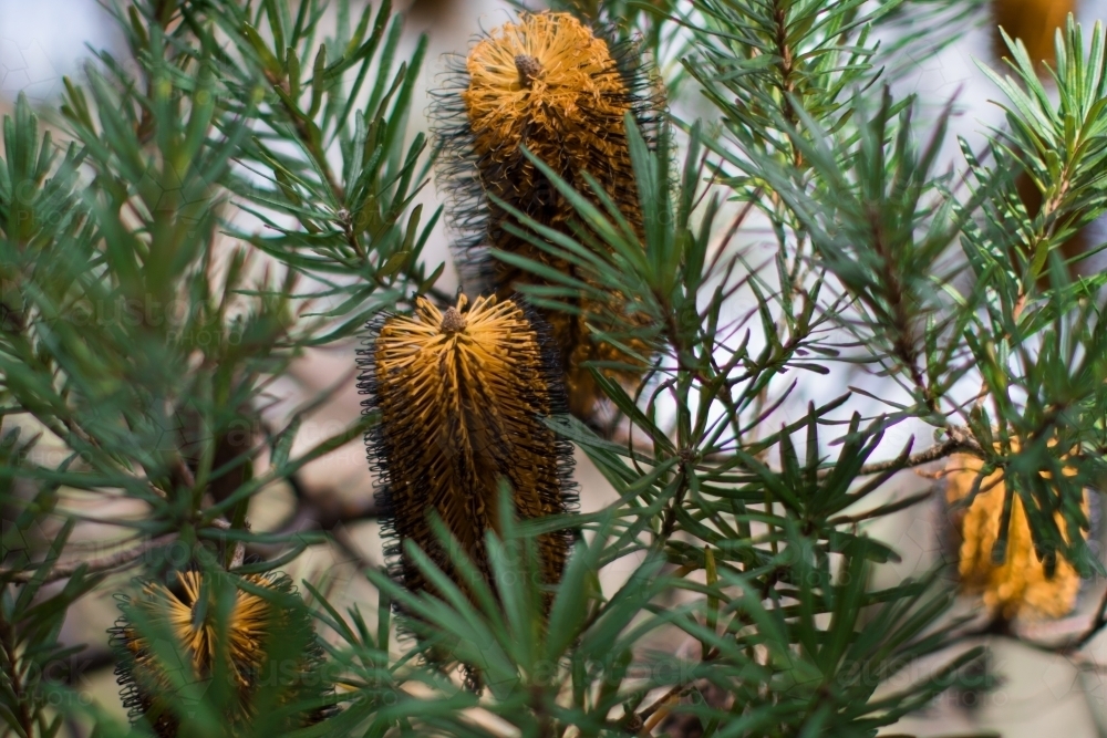 Close up of native yellow banksia flowers - Australian Stock Image