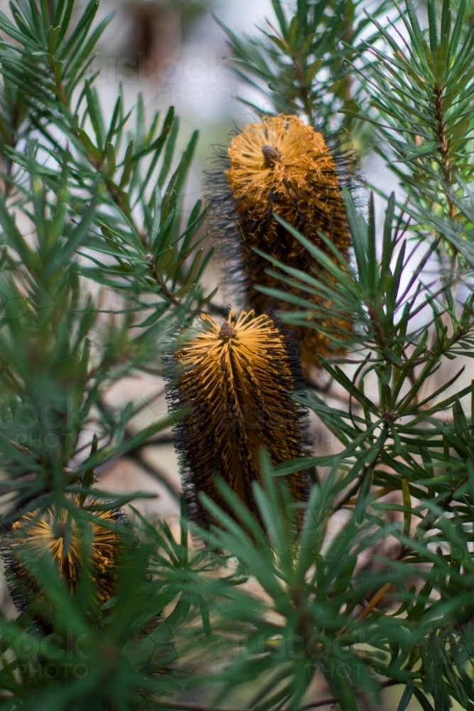 Close up of native yellow banksia flowers - Australian Stock Image