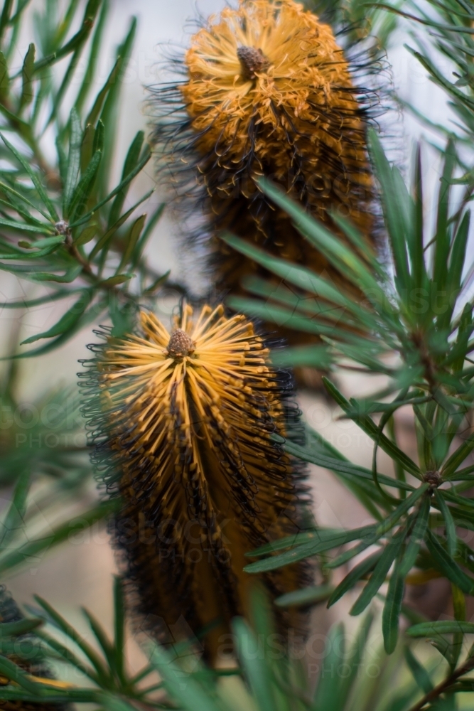 Close up of native yellow banksia flowers - Australian Stock Image