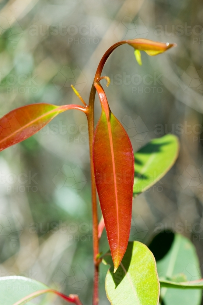 Close-up of new growth leaves - Australian Stock Image