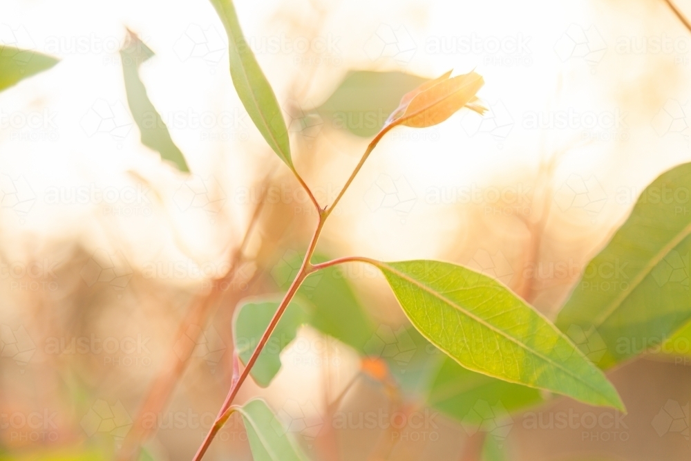 Close up of new gum leaves backlit by orange smokey sky - Australian Stock Image