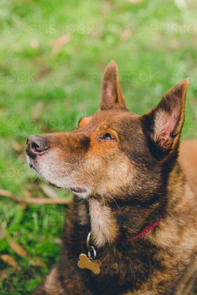 Close up of old red working dog lying down on grass looking up, watching - Australian Stock Image