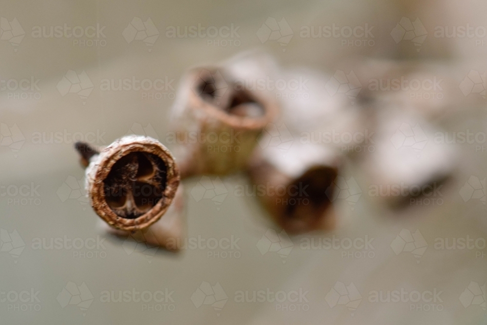 Close up of one bottlebrush seed pod in focus with blurred seed pods in background - Australian Stock Image