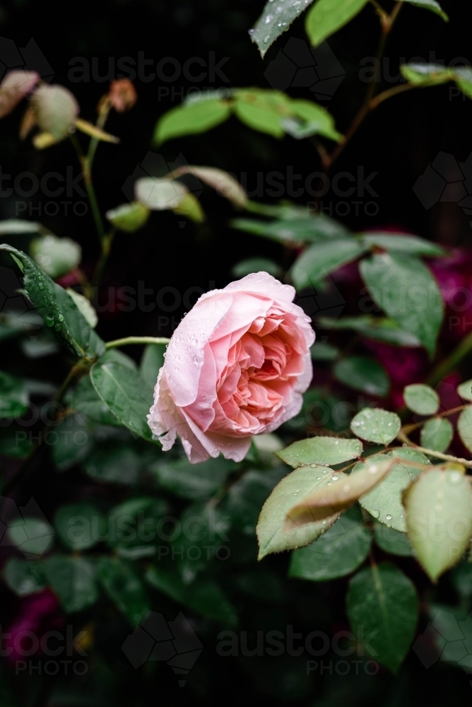 Close up of one pink rose amongst green leaves - Australian Stock Image
