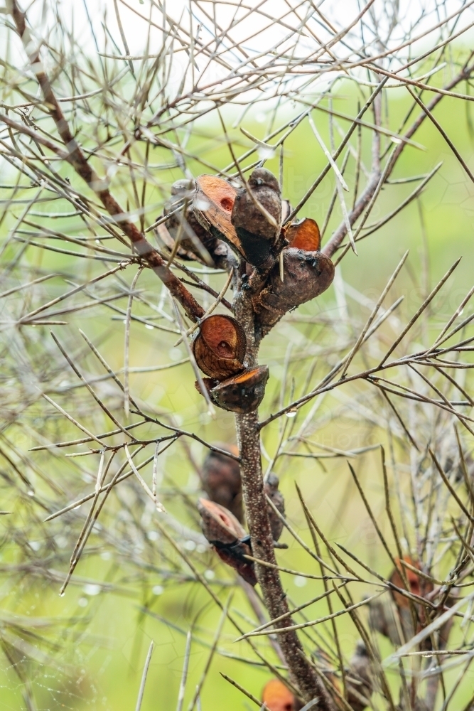 Close up of open seed pods on an Australian native plant - Australian Stock Image